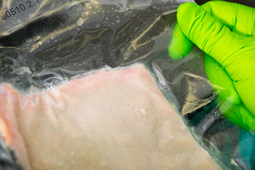 Flash-frozen human skin samples for absorption studies