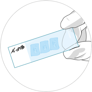 Illustration of HistoSkin® skin tissue slide