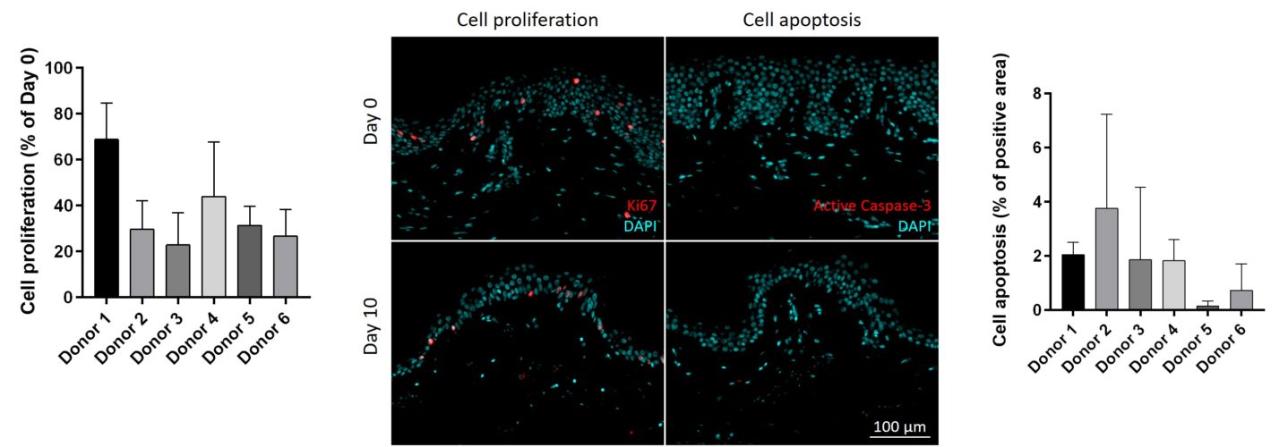 cell viability