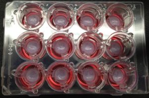 3D bioprinted tissues in a 12-well, trans well plate showing reproducible tissue shape from well to well. An alternative method to animal testing for FDA approval.