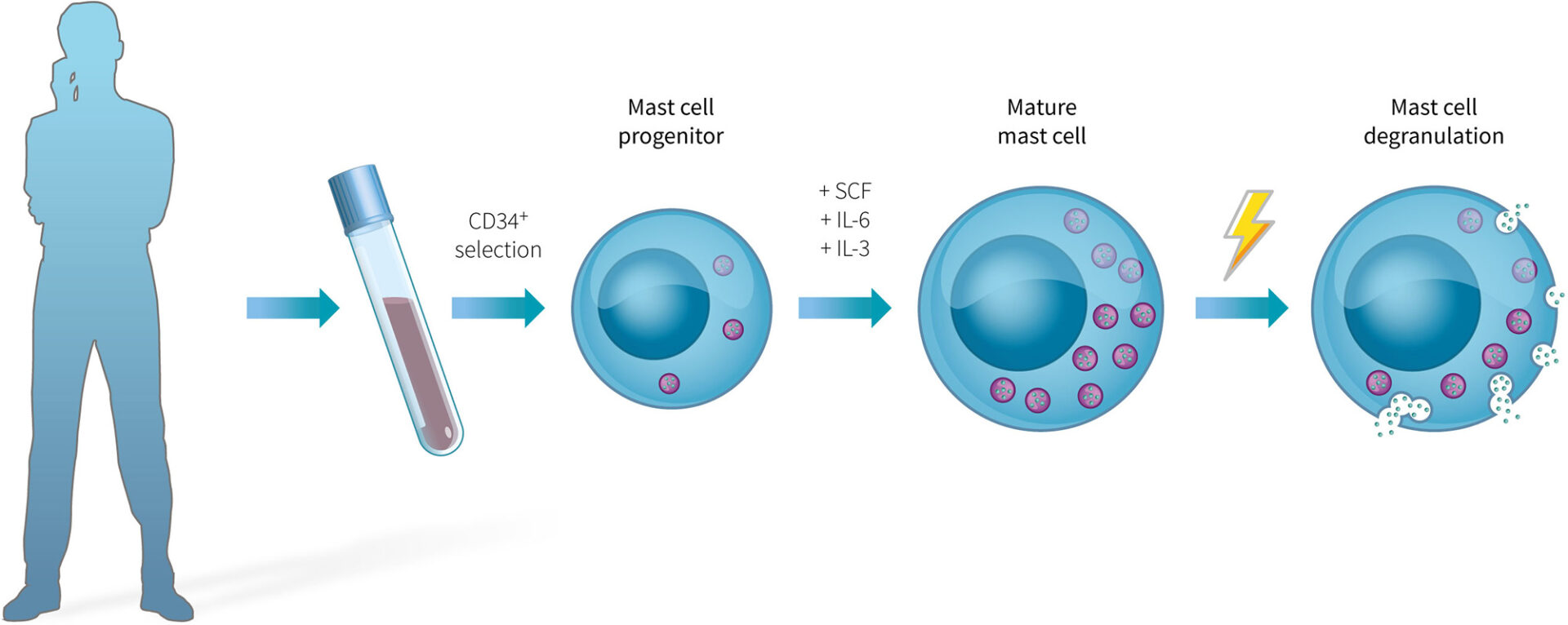 Mast Cell Degranulation